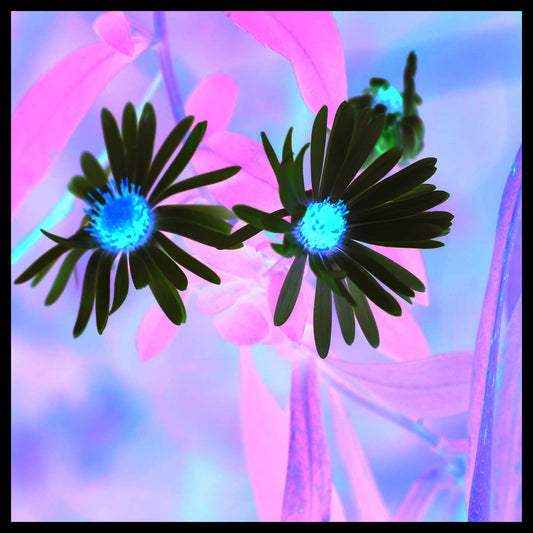 Photography of Aster Amellus 'King George', starry flowers. contrast with the whimsical background. This 6 x 6 inches photography is coated with resin on a wooden support. Ready to hang in your favorite room.