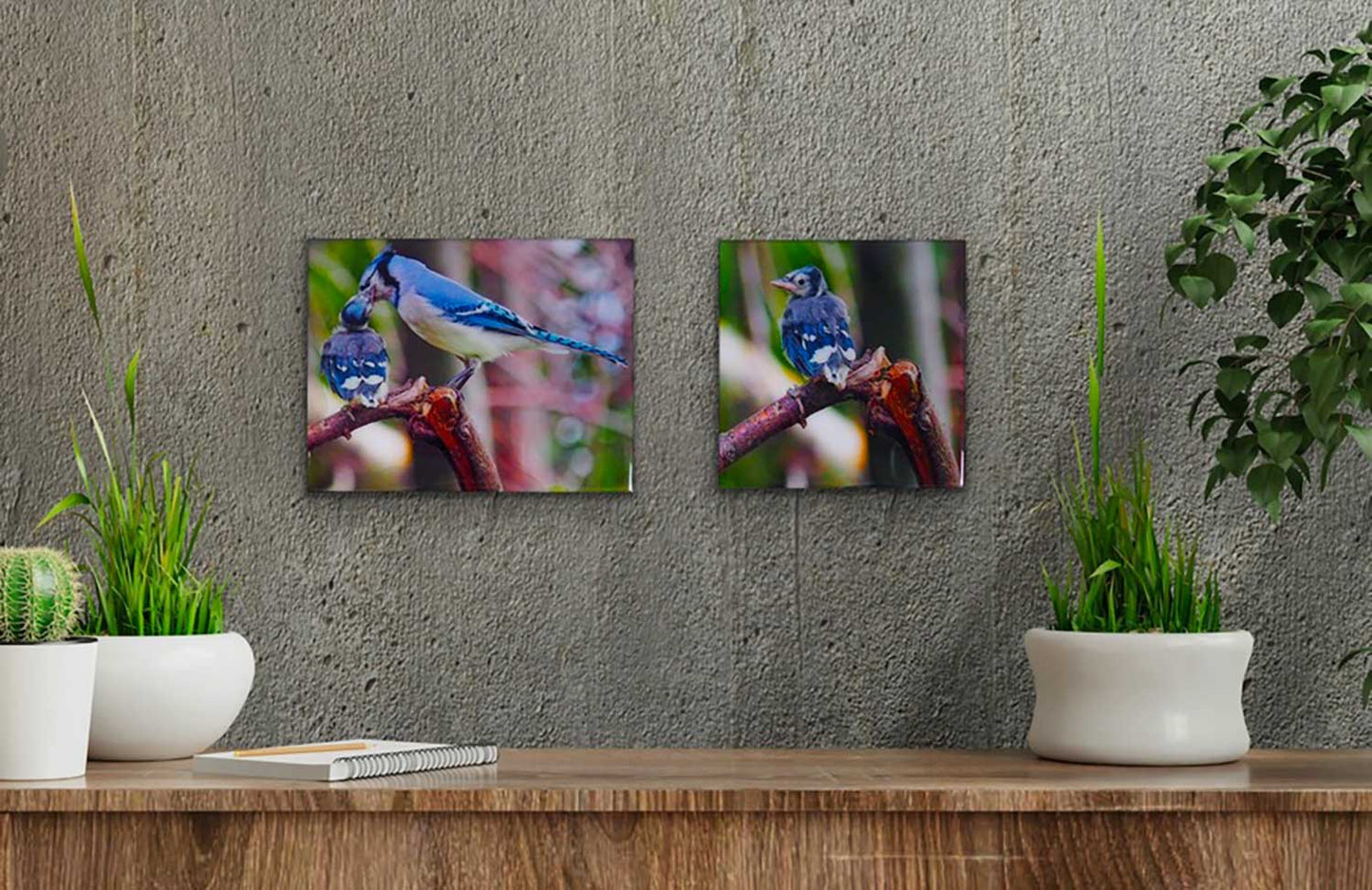 Young blue jay and its parent tenderly bringing it its meal. The photography is resin-coated for a glossy look and mounted on an 8 x 10 inches wood panel, ready to hang on your favorite wall.