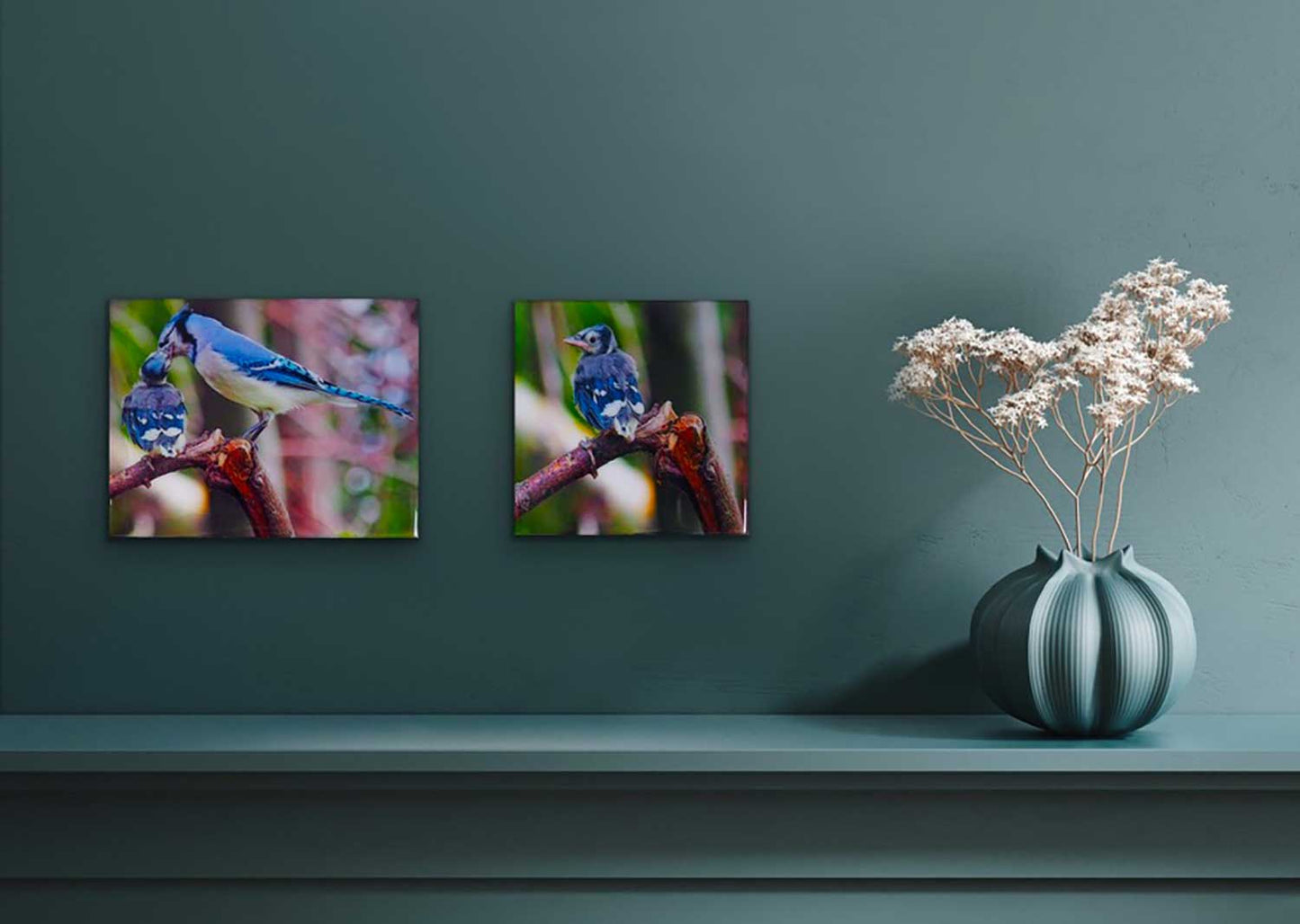 Young blue jay and its parent tenderly bringing it its meal. The photography is resin-coated for a glossy look and mounted on an 8 x 10 inches wood panel, ready to hang on your favorite wall.