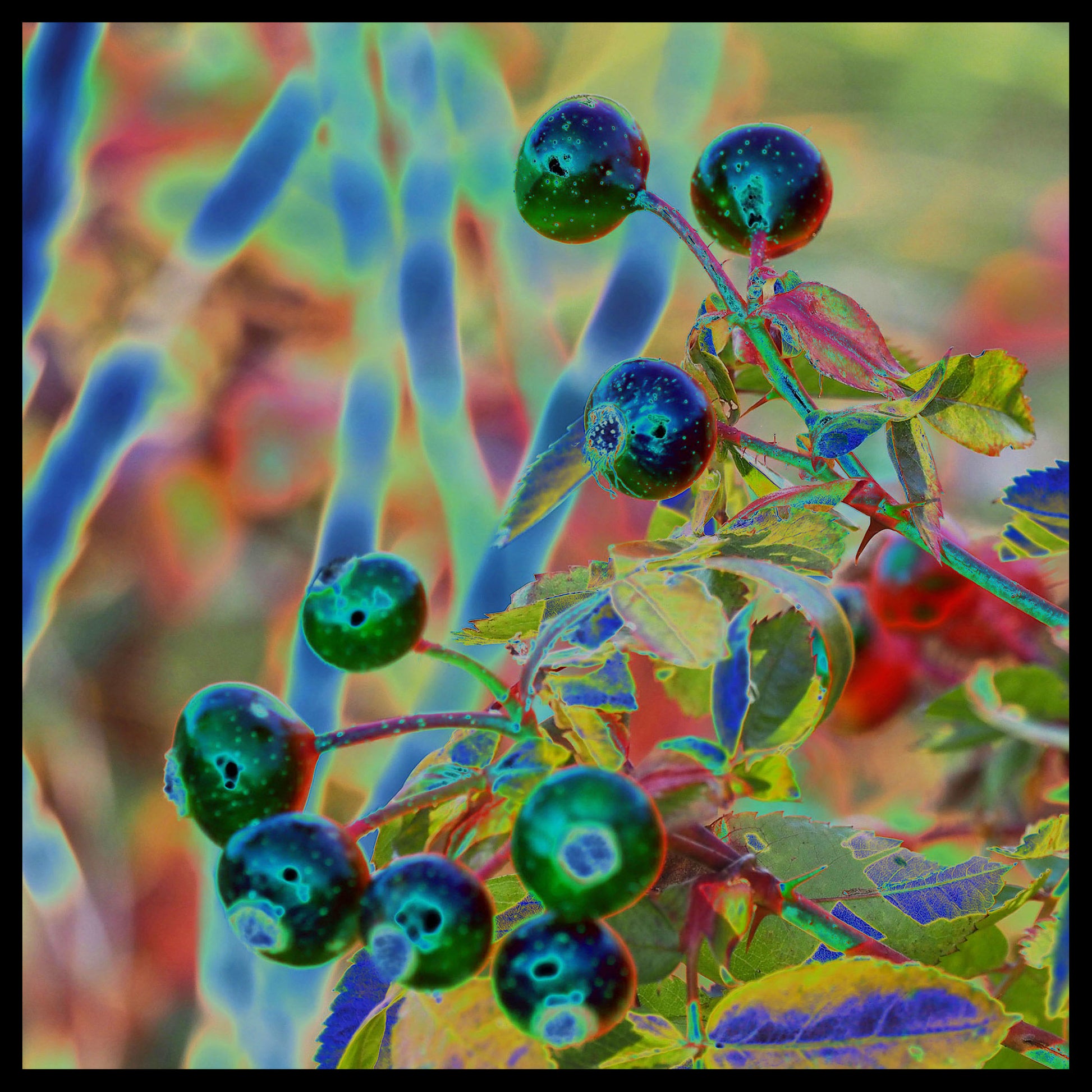 Cacakominan, wild berries in the Atikamekw language.  This 6 x 6 inches photography is covered with resin on a wooden support.   Ready to hang in your favorite room.