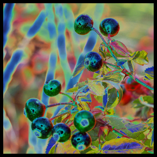 Cacakominan, wild berries in the Atikamekw language.  This 6 x 6 inches photography is covered with resin on a wooden support.   Ready to hang in your favorite room.