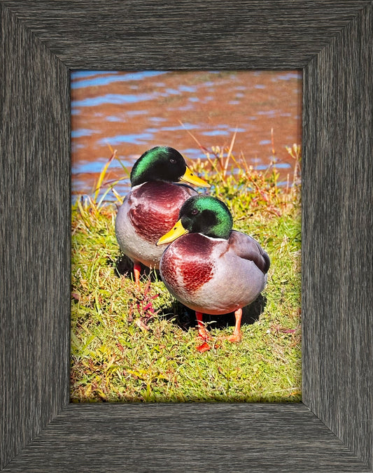  The Mallard duck is part of our avian landscape. Often called simply the Mallard (this is the English name). It is the most common dabbing duck found everywhere like Trenton Park in New Glasgow, NS  Hight quality photography 6.5 x 4.5 inches recovered with resin in a frame 9.25 x 7.25 inches.  Ready to hang.&nbsp;
