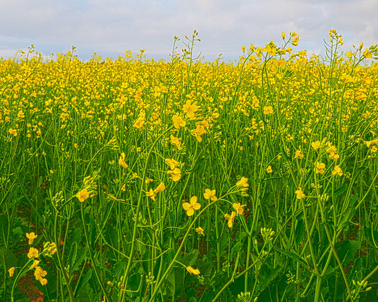 On the road from Cap to Cap Chat in Gaspésie, fields of rapeseed in bloom.   Photograph 7.5 x 9.5 inches in a 9 x 11 inches gray frame protected by glass.  Ready to install in your favorite room.