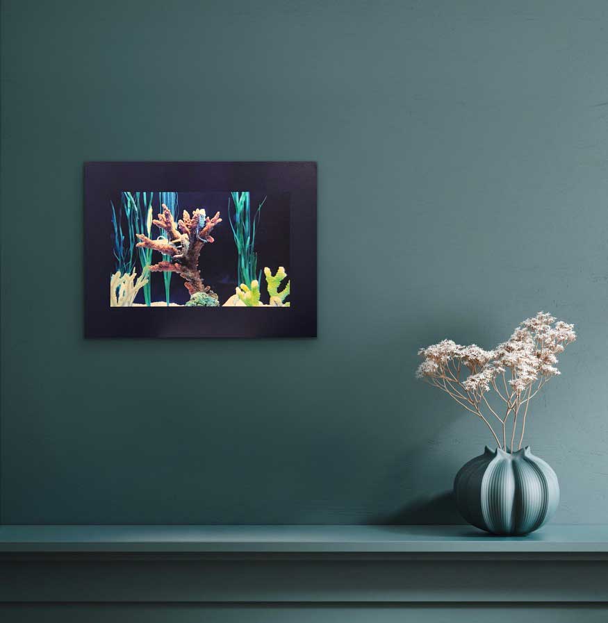 This photography was taken at the Quebec Aquarium, a facility that protects this species of seahorse by reproducing its natural habitat.  Photography on canvas 12 x 16 inches