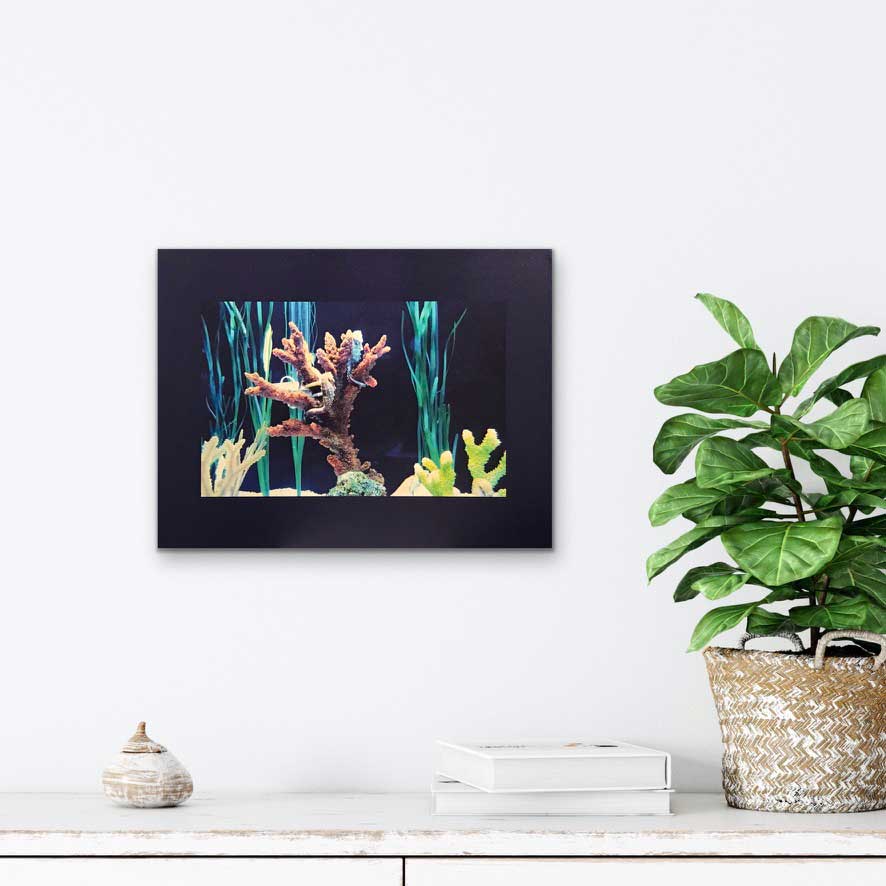 This photography was taken at the Quebec Aquarium, a facility that protects this species of seahorse by reproducing its natural habitat.  Photography on canvas 12 x 16 inches