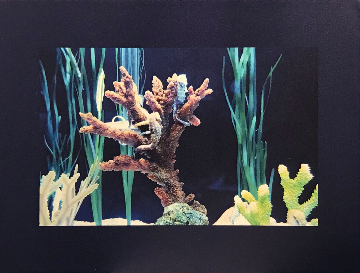 This photography was taken at the Quebec Aquarium, a facility that protects this species of seahorse by reproducing its natural habitat.  Photography on canvas 12 x 16 inches