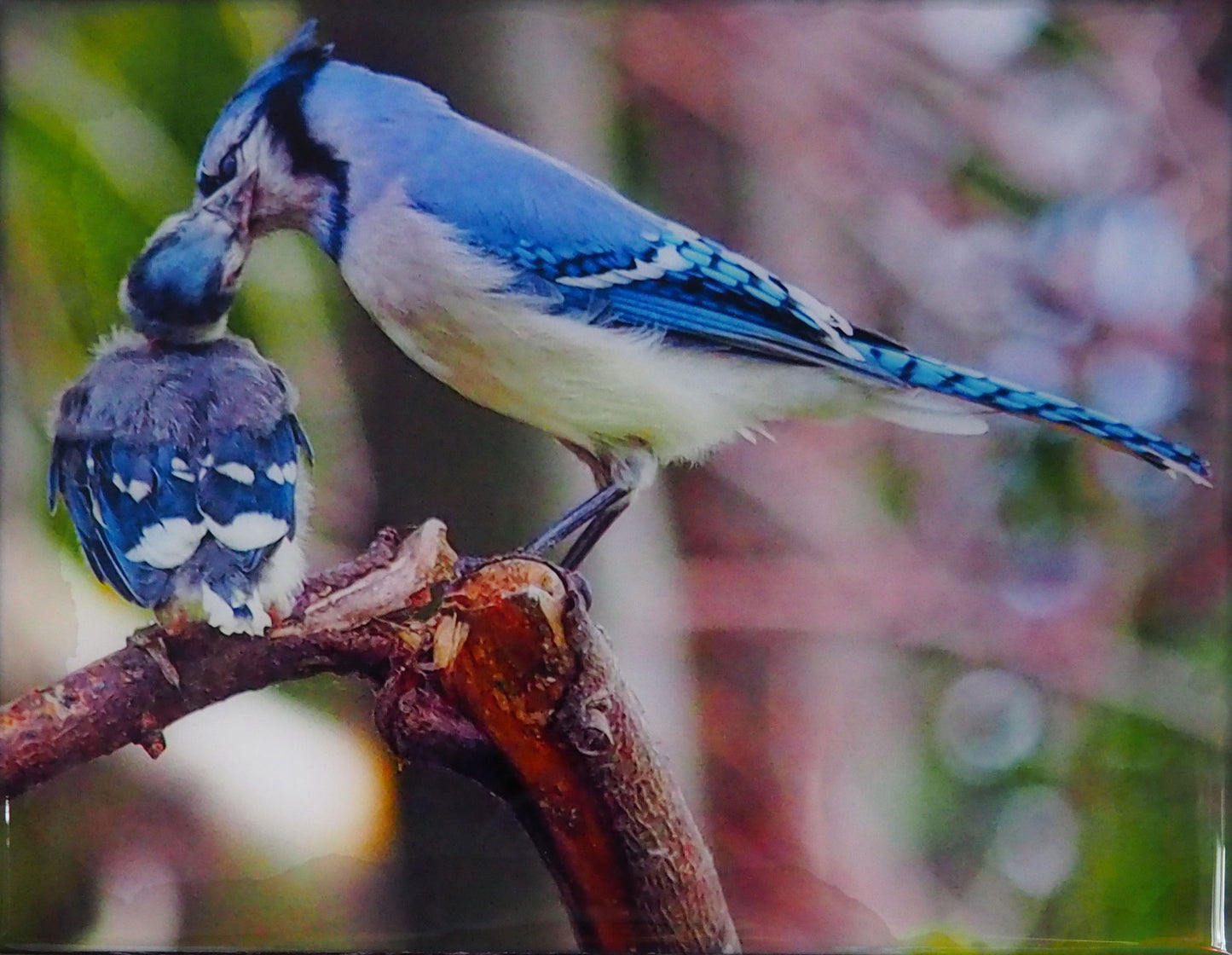 Young blue jay and its parent tenderly bringing it its meal. The photography is resin-coated for a glossy look and mounted on an 8 x 10 inches wood panel, ready to hang on your favorite wall.