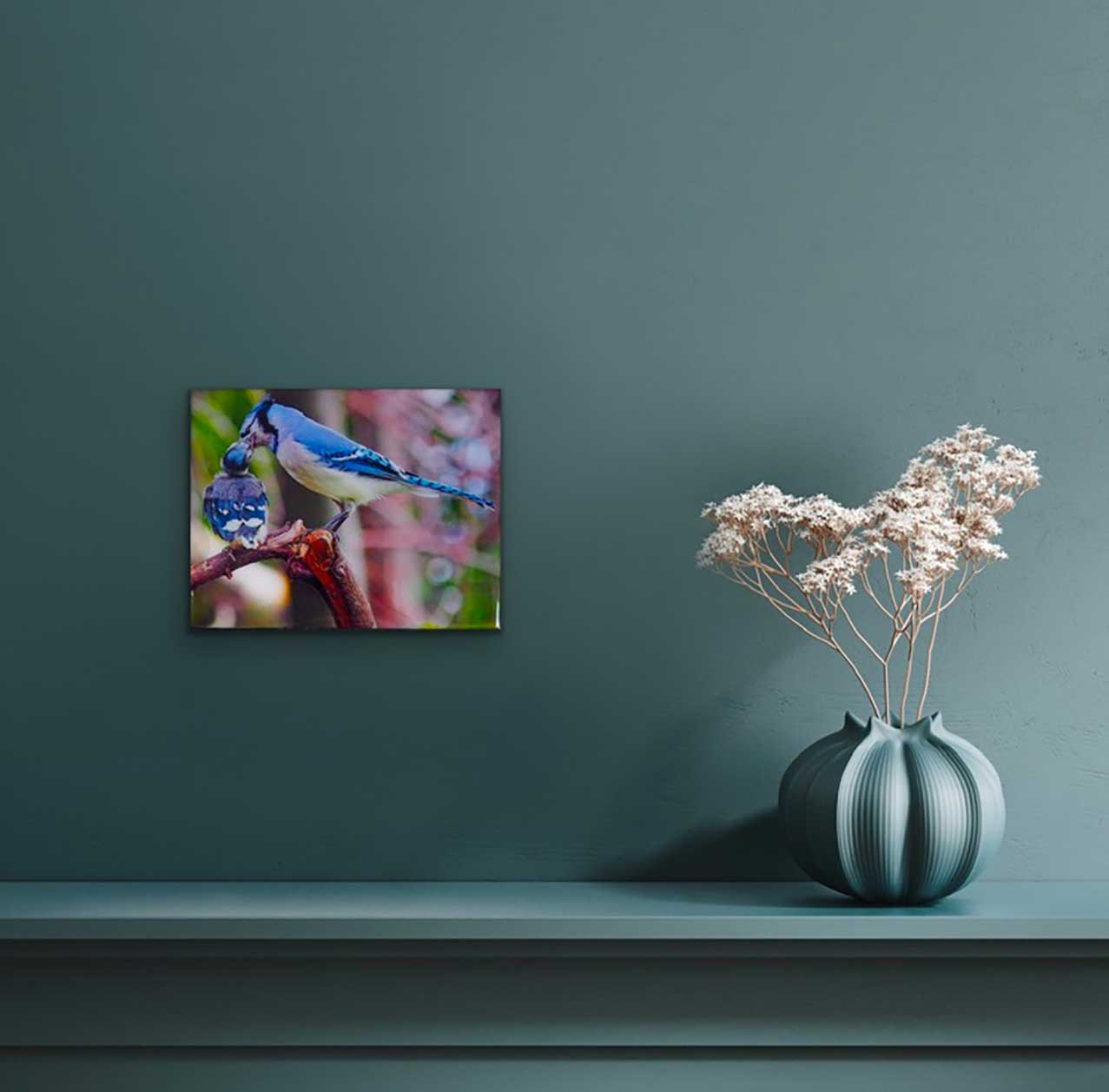 Young blue jay and its parent tenderly bringing it its meal. The photography is resin-coated for a glossy look and mounted on an 8 x 10 inches wood panel, ready to hang on your favorite wall.