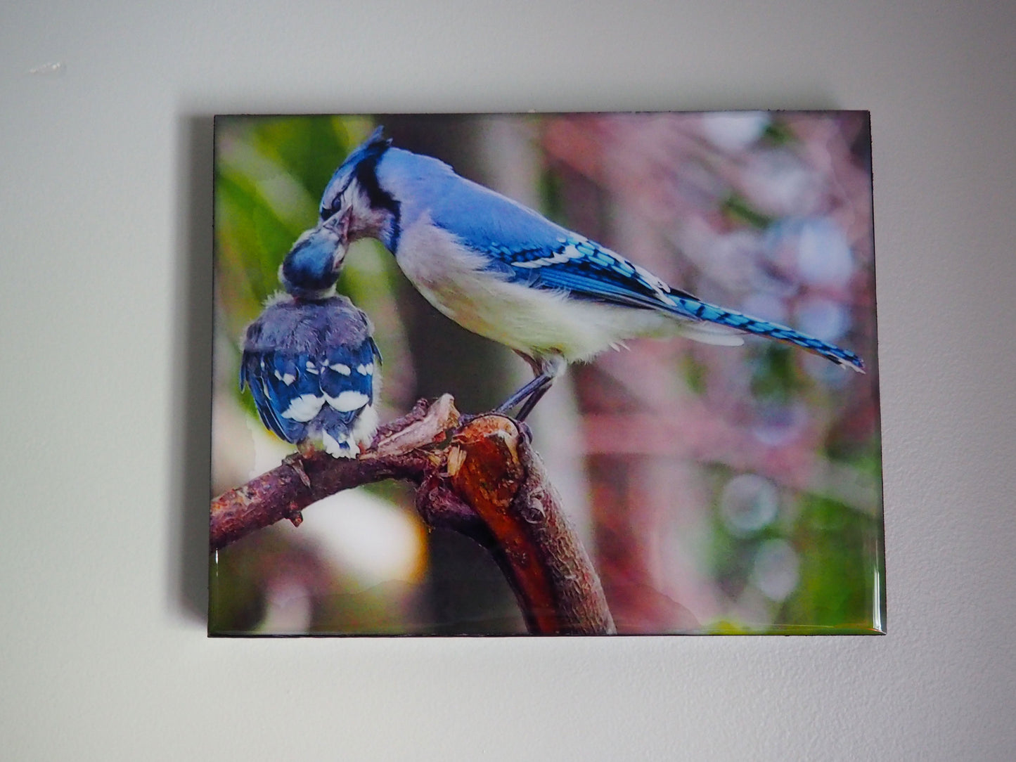 Young blue jay and its parent tenderly bringing it its meal. The photography is resin-coated for a glossy look and mounted on an 8 x 10 inches wood panel, ready to hang on your favorite wall.