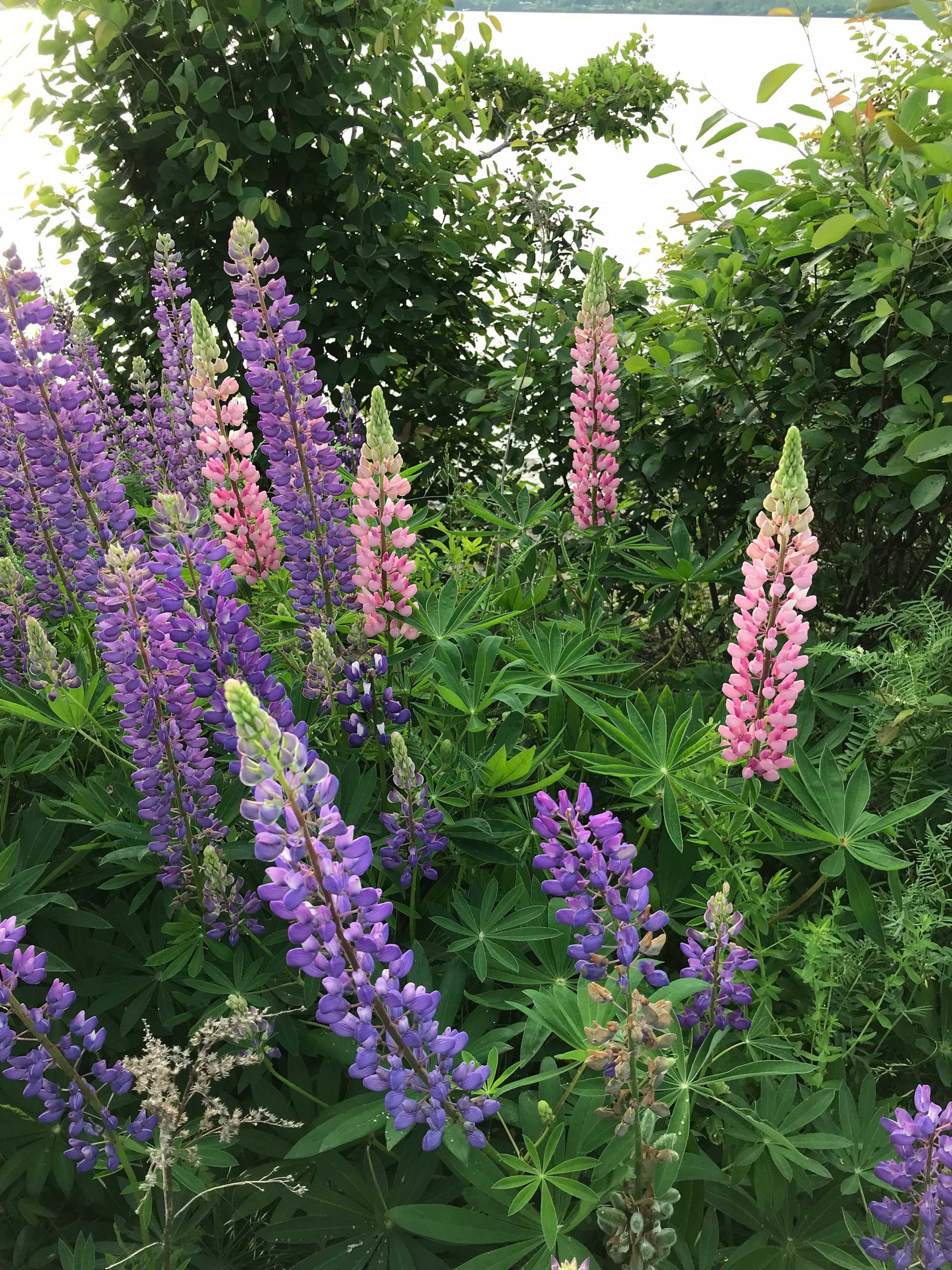 Lupins, The most beautiful pink and purple wildflowers 6.5 x 4.5 inches in a charcoal frame 9.25 x 7.25 inches with a glass. Ready to hang.