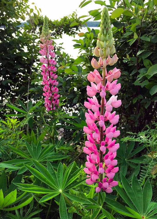 Lupins, The most beautiful pink wildflowers 6.5 x 4.5 inches in a charcoal frame 9.25 x 7.25 inches with a glass. Ready to hang.