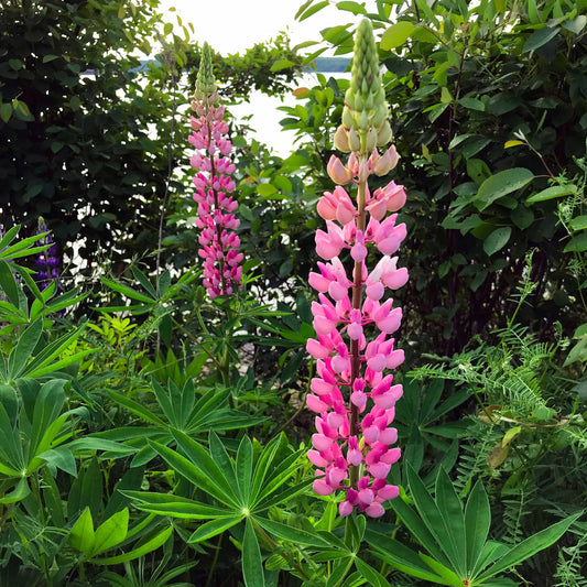 Lupins, The most beautiful pink wildflowers Resin-coated 8 x 8 inches photography. Ready to hang.