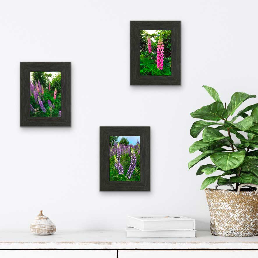 Lupins, The most beautiful pink and purple wildflowers  6.5 x 4.5 inches in a charcoal frame 9.25 x 7.25 inches with a glass. Ready to hang. 
