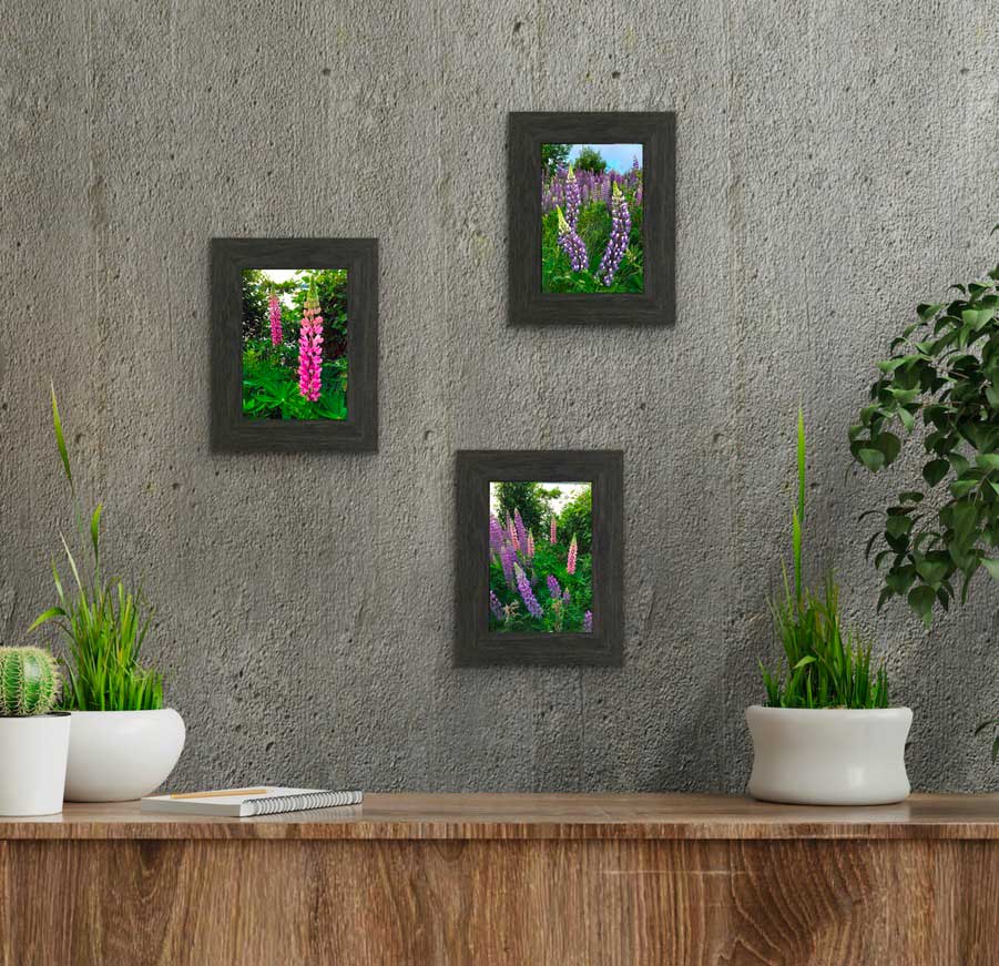 Lupins, The most beautiful pink and purple wildflowers  6.5 x 4.5 inches in a charcoal frame 9.25 x 7.25 inches with a glass. Ready to hang. 