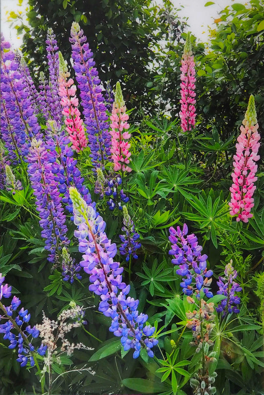 Lupins, The most beautiful pink and purple wildflowers Resin-coated 17 x 11 inches photograph on a Masonite panel. Ready to hang.