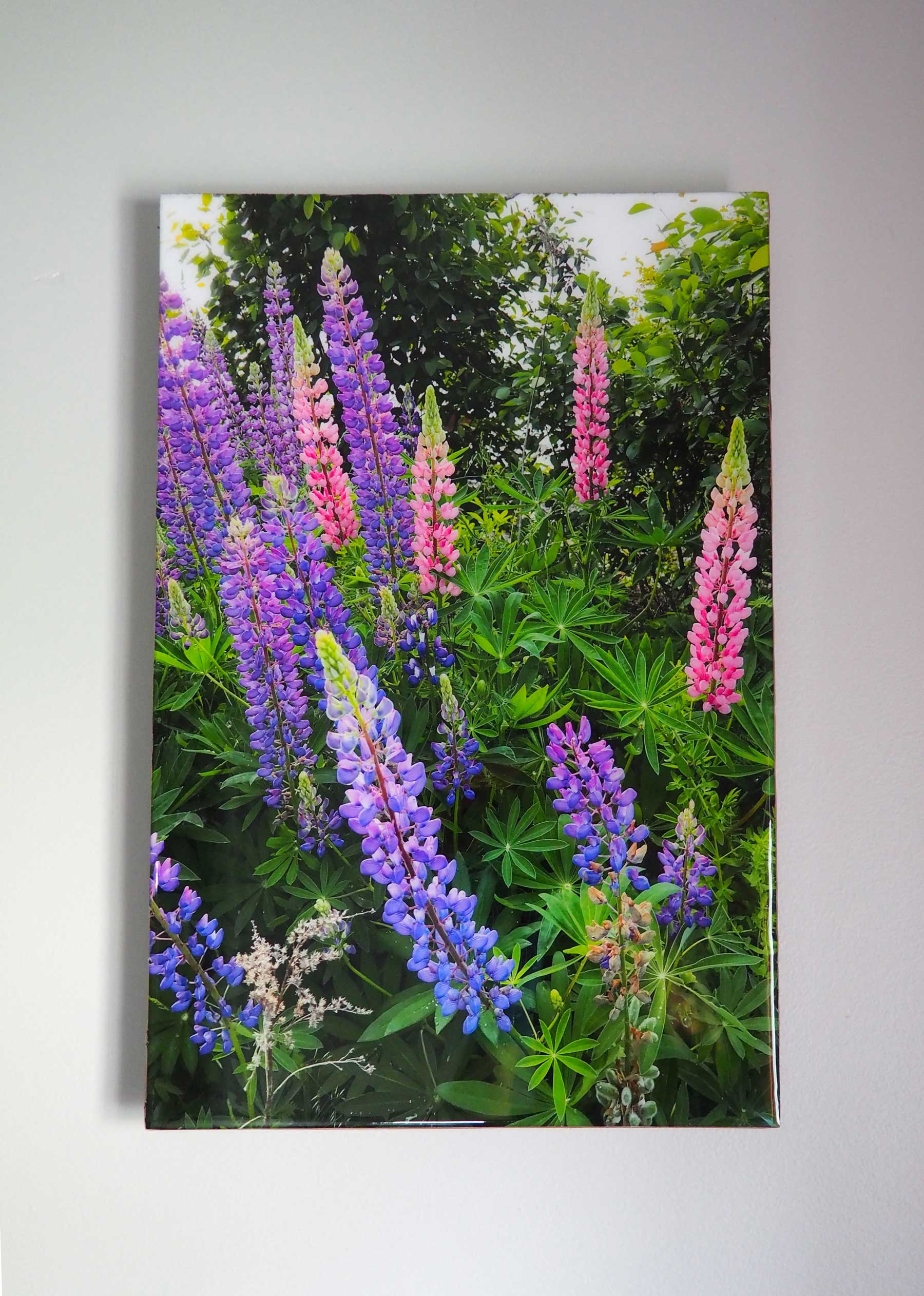 Lupins, The most beautiful pink and purple wildflowers Resin-coated 17 x 11 inches photograph on a Masonite panel. Ready to hang.