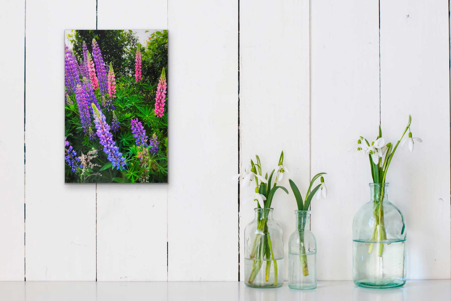 Lupins, The most beautiful pink and purple wildflowers  Resin-coated 17 x 11 inches photograph on a Masonite panel. Ready to hang.