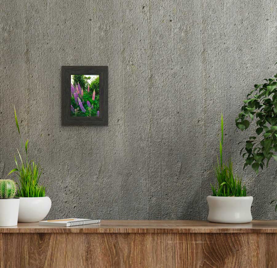 Lupins, The most beautiful pink and purple wildflowers  6.5 x 4.5 inches in a charcoal frame 9.25 x 7.25 inches with a glass. Ready to hang. 