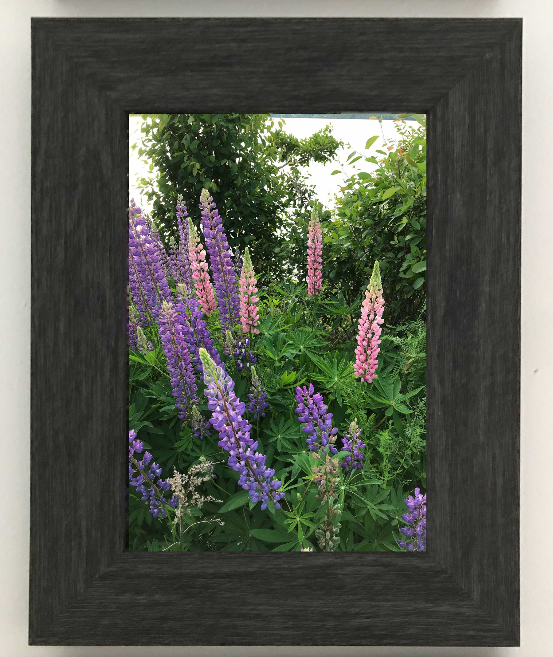 Lupins, The most beautiful pink and purple wildflowers 6.5 x 4.5 inches in a charcoal frame 9.25 x 7.25 inches with a glass. Ready to hang.