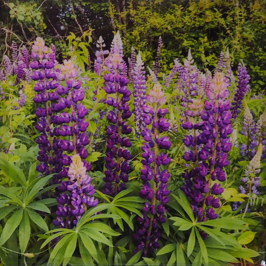 Lupins, The most beautiful purple wildflowers Resin-coated 8 x 8 inches photography. Ready to hang.