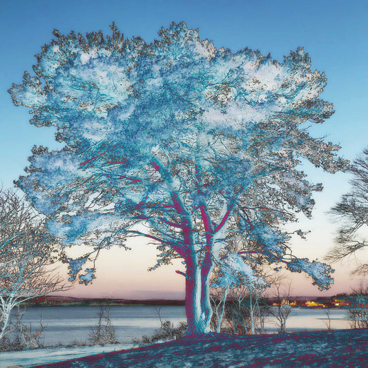 Seaview Cemetery Pictou Nova Scotia. Enchanted photo rendering at sunrise. Indigo, Steel blues and Fuchsia coloured tree contrast with the Harbour in the background. Resin-coated 6 x 6 inches photography on a wooden stand. Ready to hang in the room of your choice.