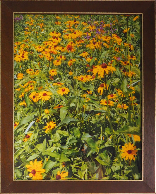 The fields of yellow Echinacea are magnificent, attracting pollinating insects and photographers alike.  This 13.5 x 10.5 inches photograph is set in a 16 x 13 inches brown and gold frame that brings out the colors of these sunny flowers.