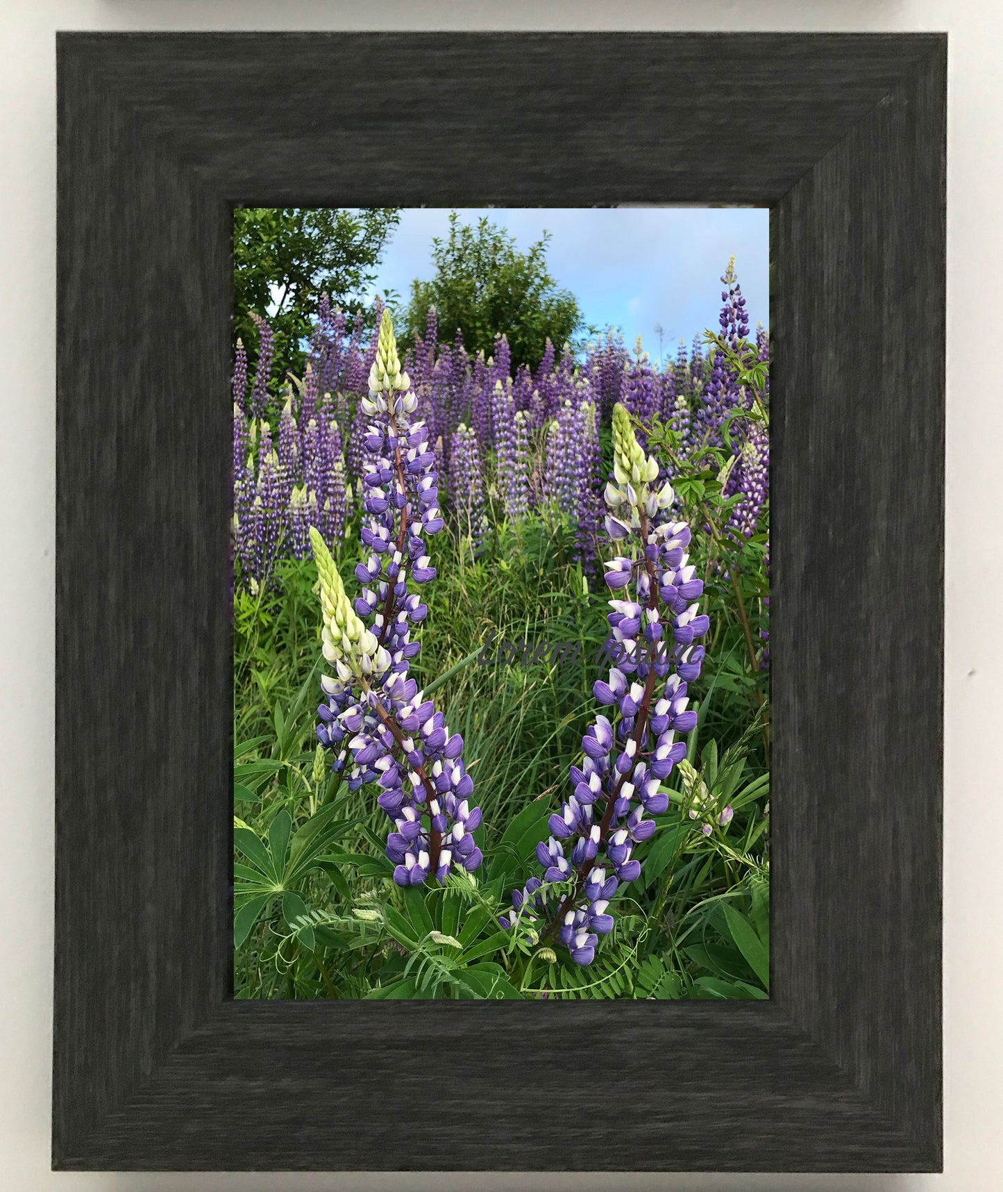 Lupins. The most lovely violet wild flowers6.5 x 4.5 inches in a charcoal frame 9.25 x 7.25 inches with a glass. Ready to hang. 