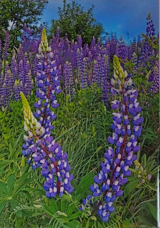 Lupins. The most lovely violet wild flowers, 17 x 11 inches photography covered with resin layer on masonite board. Ready to hang.