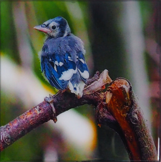 young blue jay patiently waiting for his lunch.  The photography is coated with a layer of resin for a glossy look and is mounted on an 8 x 8 inches thick wood panel, ready to be installed on your favorite wall.